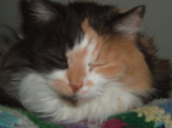 cat,