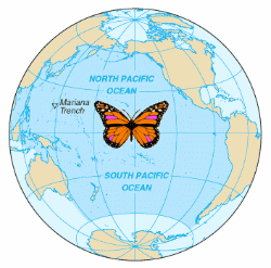 Butterfly Butterfly