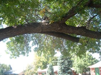 Cat in tree,