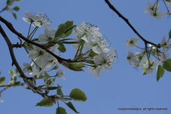 bradford pear ~ crazyhorseladycx all rights reserved bradford pear ~ crazyhorseladycx all rights reserved