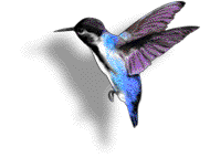 Hummingbird Hummingbird