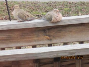 pigeons on my railing recently, cold or with egg?