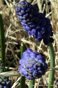 grape hyacinths ~ crazyhorseladycx all rights reserved grape hyacinths ~ crazyhorseladycx all rights reserved