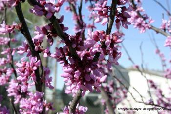 red bud'n bloom ~ crazyhorseladycx all rights reserved red bud'n bloom ~ crazyhorseladycx all rights reserved