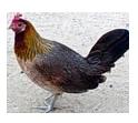 chicken - image of an chicken
