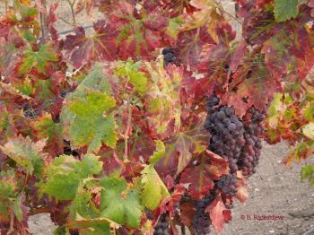 Castoro Cellars Grapes in September Castoro Cellars Grapes in September