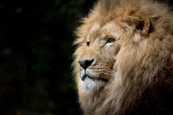 A lion certainly looks the part as a King, but is he really lying??