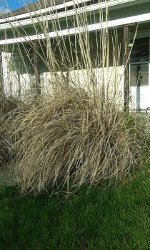 Pampas Grass. This is my Paint a Donkey photo. Photo belongs to the donkey who took it.