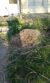 Pruned Pampas Grass. Picture is mine.
