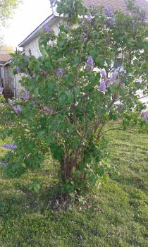 Lilac bush. Picture is mine.