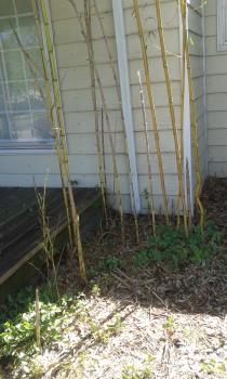 New stalks of Green Stripe Bamboo. Picture is mine.