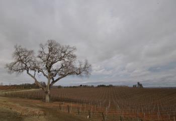 Doce Robles Vineyard in February Doce Robles Vineyard in February
