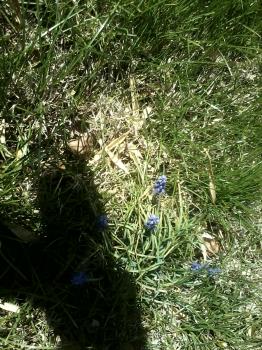 Grape hyacinths. Picture is mine.