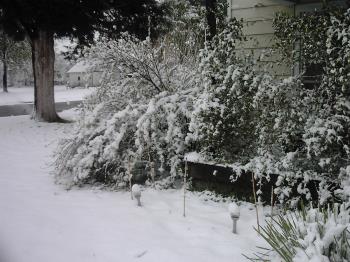Picture of my yard after a snow storm. Picture is mine.