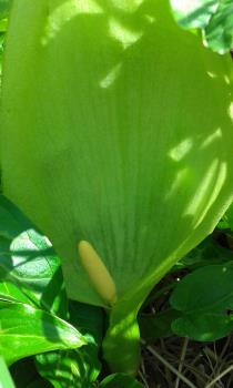 Lord and Lady plant spathe. Picture is mine.