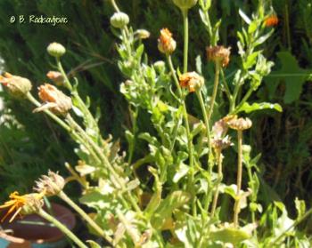 Calendula Plant after Ladybugs Finished Eating Aphids Calendula Plant after Ladybugs Finished Eating Aphids