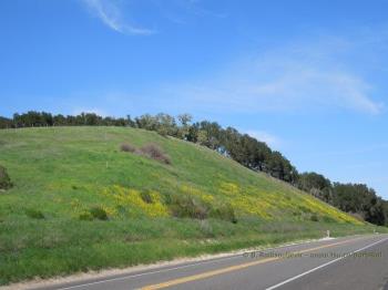 Mustard along Highway 46 West in Templeton, CA Mustard along Highway 46 West in Templeton, CA