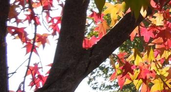 Sweetgum Leaves on a Late Autumn Afternoon