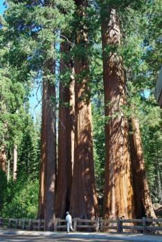 Sequoiadendron  giganteum - Giant Sequoia Tree - Pixabay.com