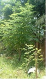 Moringa Moringa