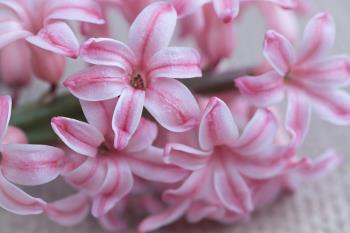 hyacinth