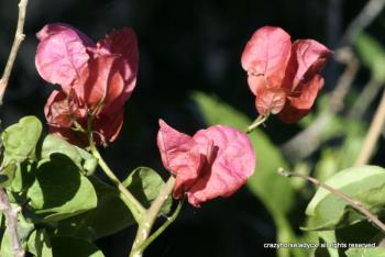 bougainvillea blossoms ~ crazyhorseladycx all rights reserved bougainvillea blossoms ~ crazyhorseladycx all rights reserved
