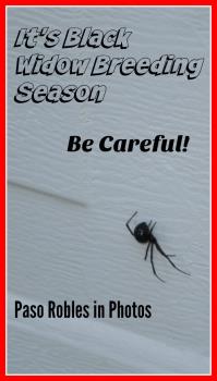 Black Widow on Garage Door Black Widow on Garage Door
