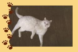 my Kitt - My big white kitty, Kitt. He&#039;s my best friend and my little world.