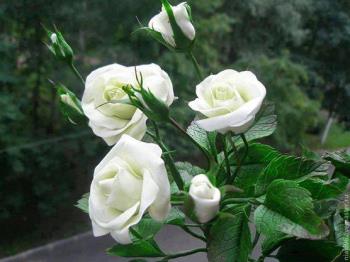 white roses for you