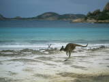 beach - kangaroo on the beach