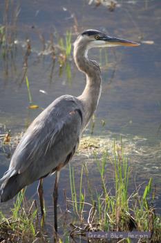 Great Blue Heron Great Blue Heron