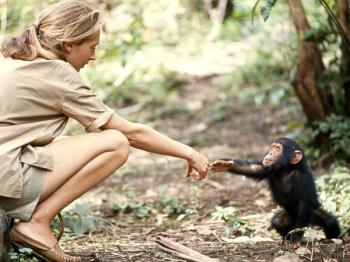 http://images.nationalgeographic.com/wpf/media-live/photos/000/443/cache/jane-goodall-baby-chimp_44346_600x450.jpg