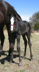 Royalty - Took this when the filly was one day old on April 7, 2006