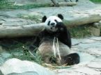 Panda eating - A panda sitting in his habitat eating bambu, I presume.