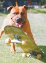 Dog on a Skateboard - Boxer on a skateboard