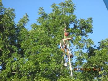 © Marsha Musselman 2016. Tree cutter hanging from crane and getting read to cut next large limb. © Marsha Musselman 2016. Tree cutter hanging from crane and getting read to cut next large limb.