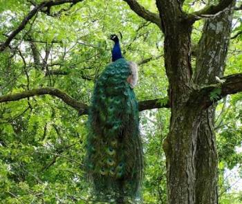 Peacock