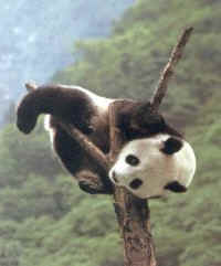 I LOVE PANDA!! - Panda is cute..... :)