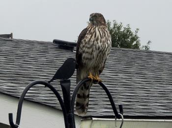 Hawk on my bird feeder 