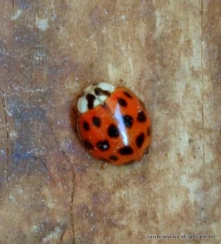 asian lady bug ~ crazyhorseladycx all rights reserved. asian lady bug ~ crazyhorseladycx all rights reserved.