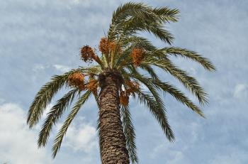 Pixabay - date palm