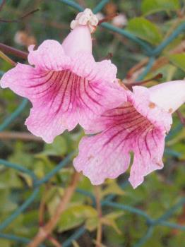 Wild flower of Las Bardenas. Wild flower of Las Bardenas.