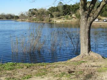 Tree at the Edge of Atascadero Lake, California Tree at the Edge of Atascadero Lake, California