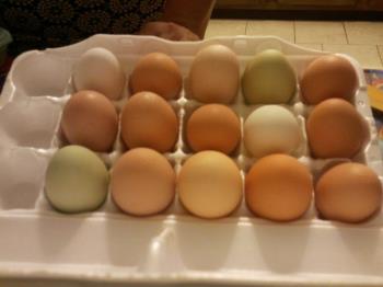 Photo of colorful eggs by Pat Z Anthony