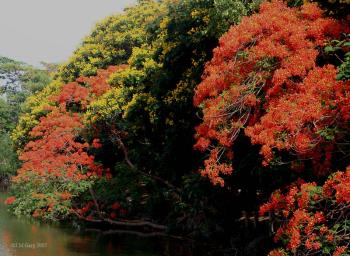 https://commons.wikimedia.org/wiki/File:Copperpod_with_Gulmohar_I_IMG_2311.jpg