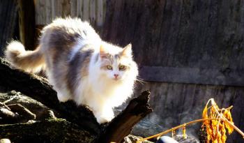 Veronica the dilutue calico maine coon 