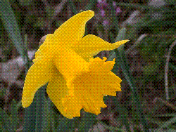 yellow flower - yellow flower