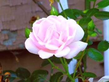 pale pink rose by minx267