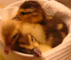 Spring Ducklings - The newborn Spring Ducklings! Aww how cute! ^_^