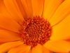 Orange flower - Orange poppy flower